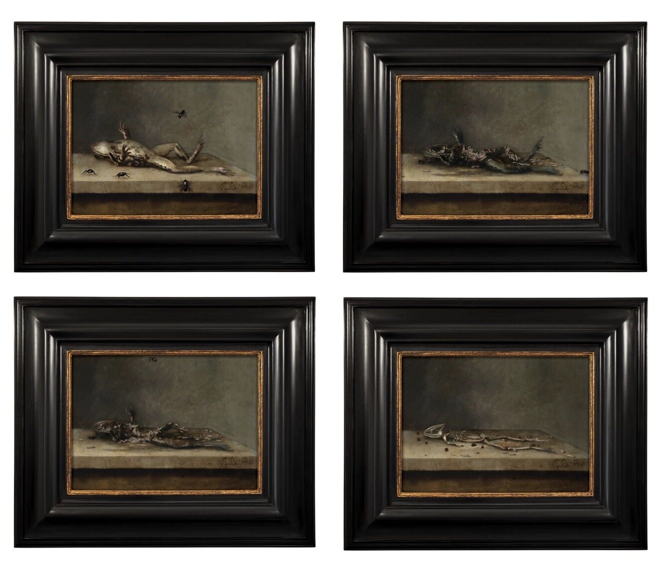 Four states of the same framed still life side by side, the frog decaying from whole body to bare skeleton.